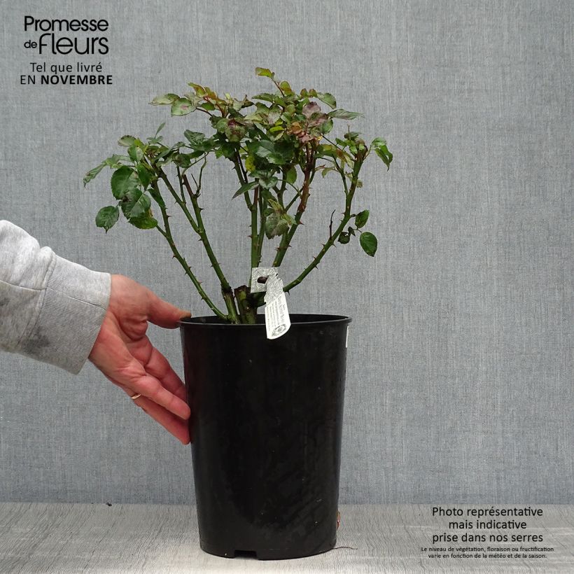 Ejemplar de Rosal Tranquillity Maceta 4L/5L entregado en otoño