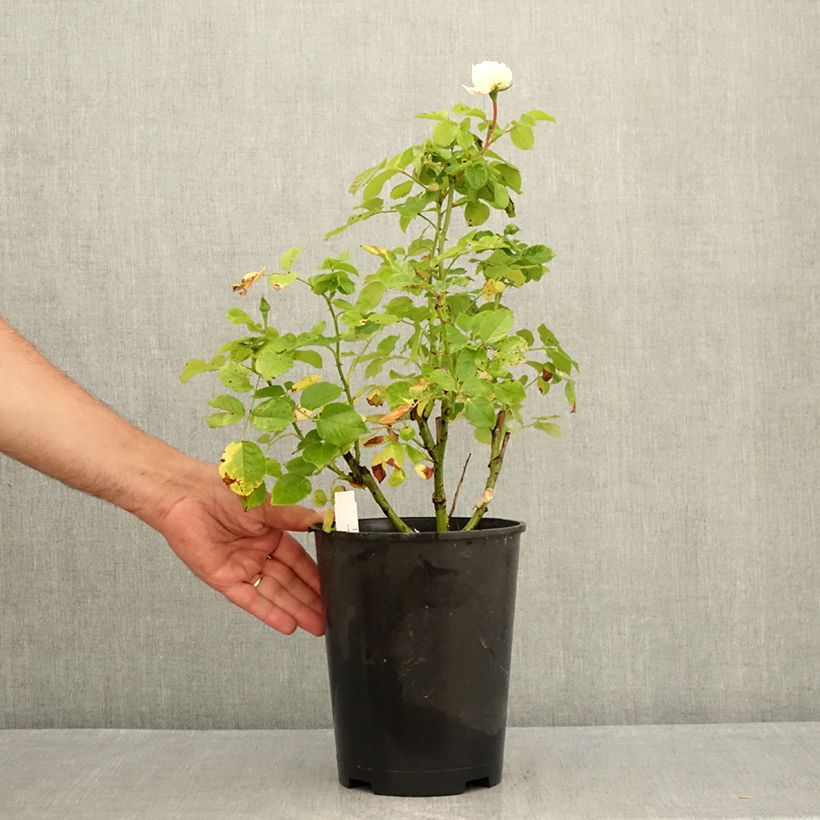 Ejemplar de Rosal Tranquillity Maceta 4L/5L entregado en verano