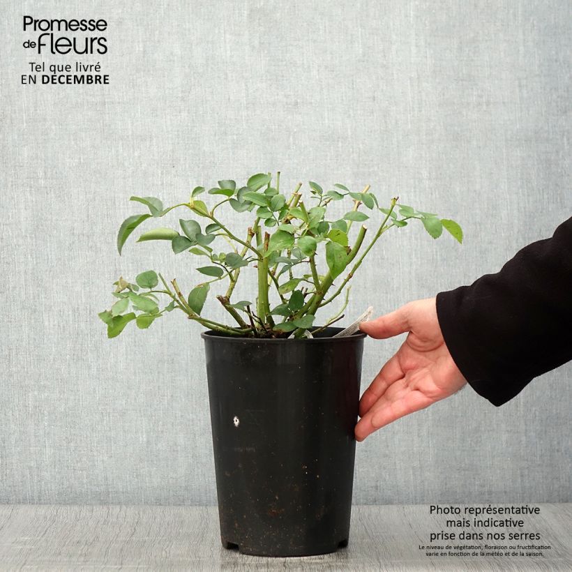 Ejemplar de Rosal Wildeve Maceta 4L/5L entregado en otoño