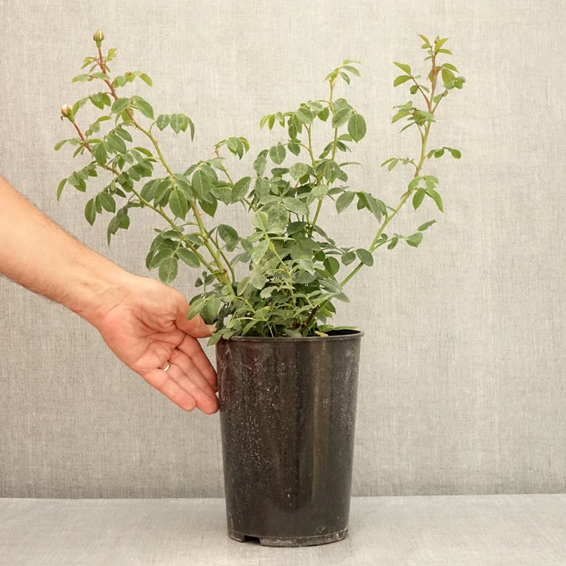 Ejemplar de Rosal Wisley 2008 Maceta 4L/5L entregado en verano