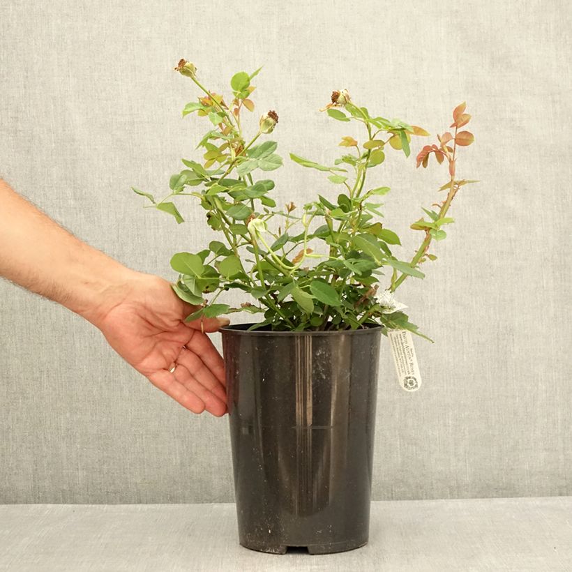 Ejemplar de Rosal Wollerton Old Hall Maceta 4L/5L entregado en verano