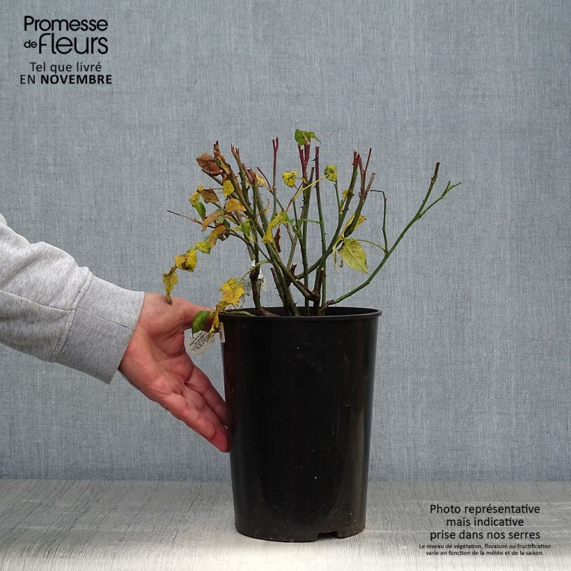 Ejemplar de Rosal Young Lycidas Maceta 4L/5L entregado en otoño