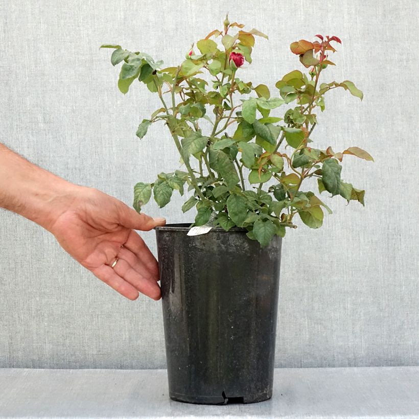 Ejemplar de Rosal Young Lycidas Maceta 4L/5L entregado en verano