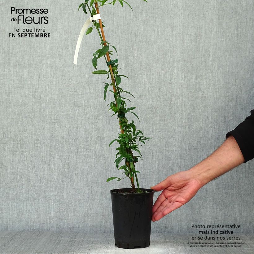 Ejemplar de Rosa banksiae Lutea - Rosal de Banksia Maceta 2L/3L entregado en otoño