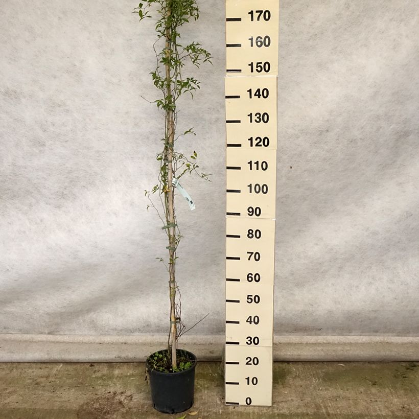 Ejemplar de Rosa banksiae Lutea - Rosal de Banksia Maceta 7,5L/10L entregado en otoño