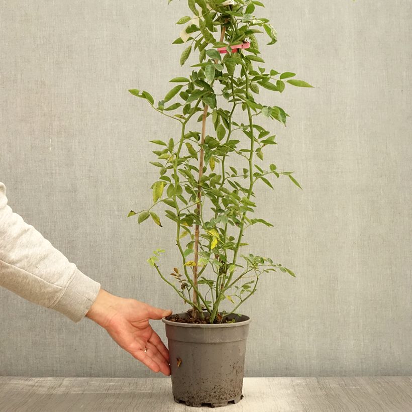 Ejemplar de Rosa banksiae Rosea - Rosal de Banksia Maceta 2L/3L entregado en otoño