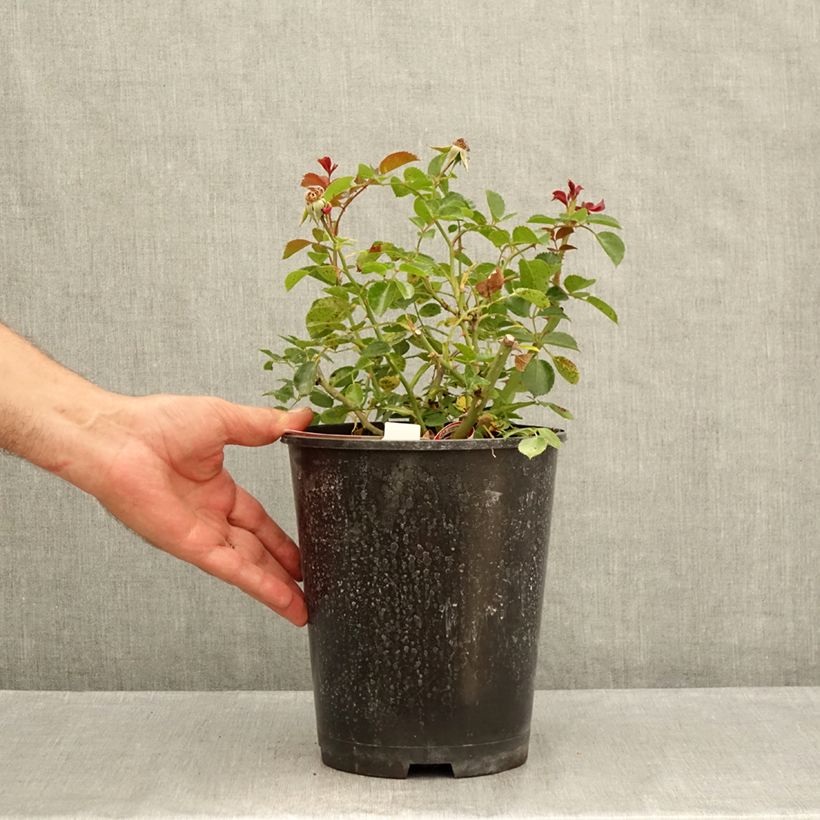 Ejemplar de Rosal New Vesuvia Maceta 2L/3L entregado en verano