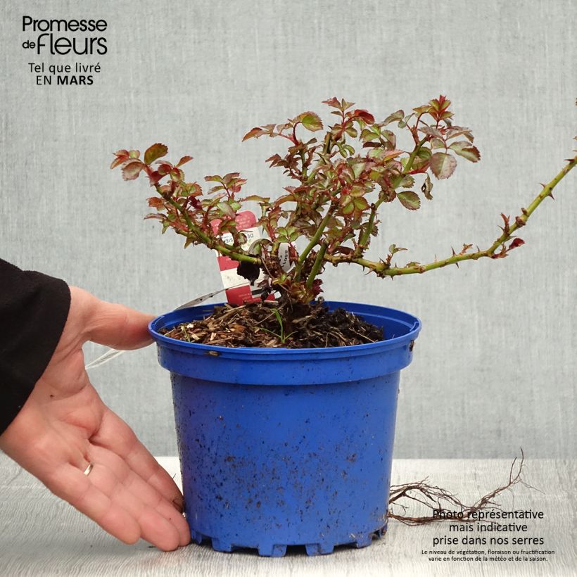 Rosal New Vesuvia Maceta 2L/3L Ejemplar entregado en la primavera