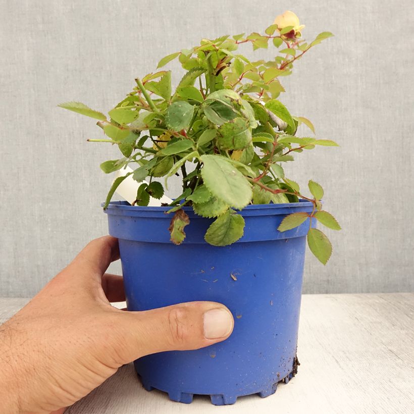 Ejemplar de Rosal Soleya Maceta 2L/3L entregado en verano