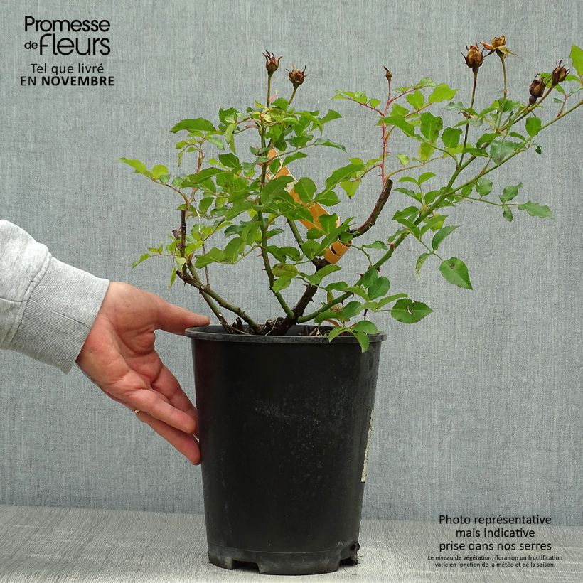 Ejemplar de Rosal Calizia Maceta 4L/5L entregado en otoño