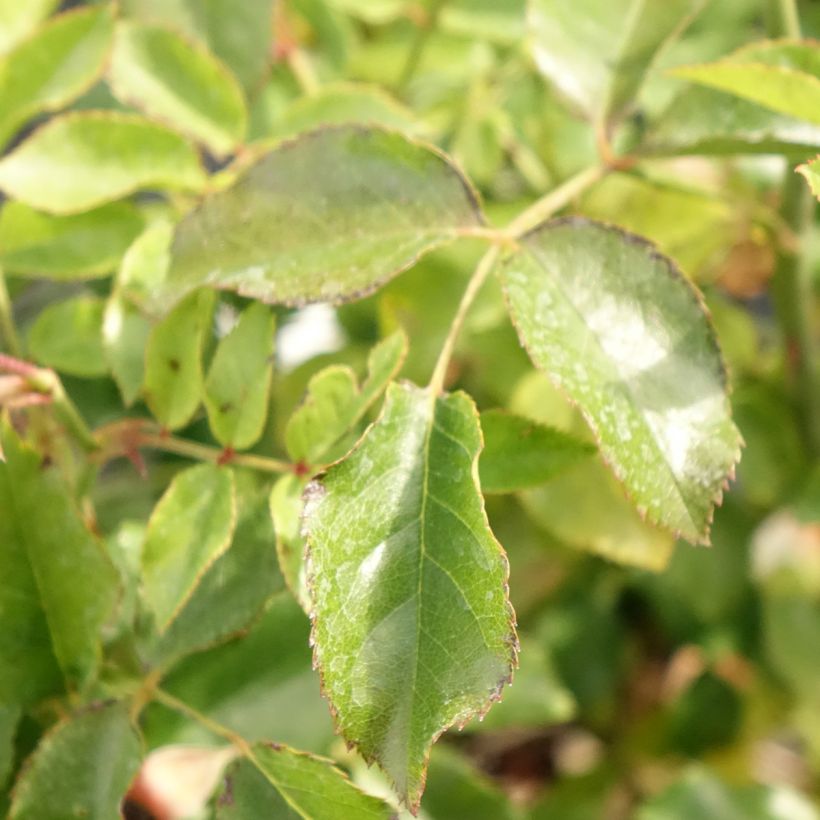 Rosal Calizia (Follaje)