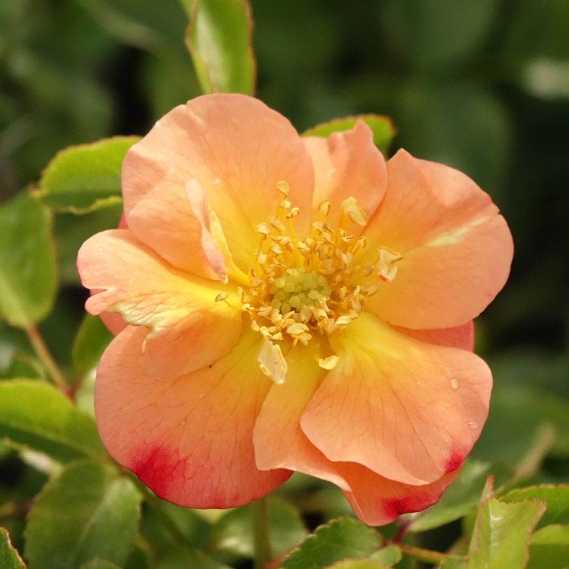 Rosal Calizia (Floración)