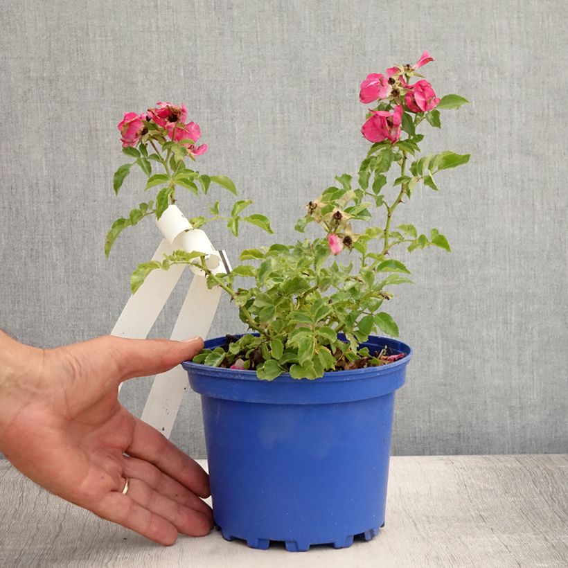 Ejemplar de Rosal NOAtraum Maceta 2L/3L entregado en verano