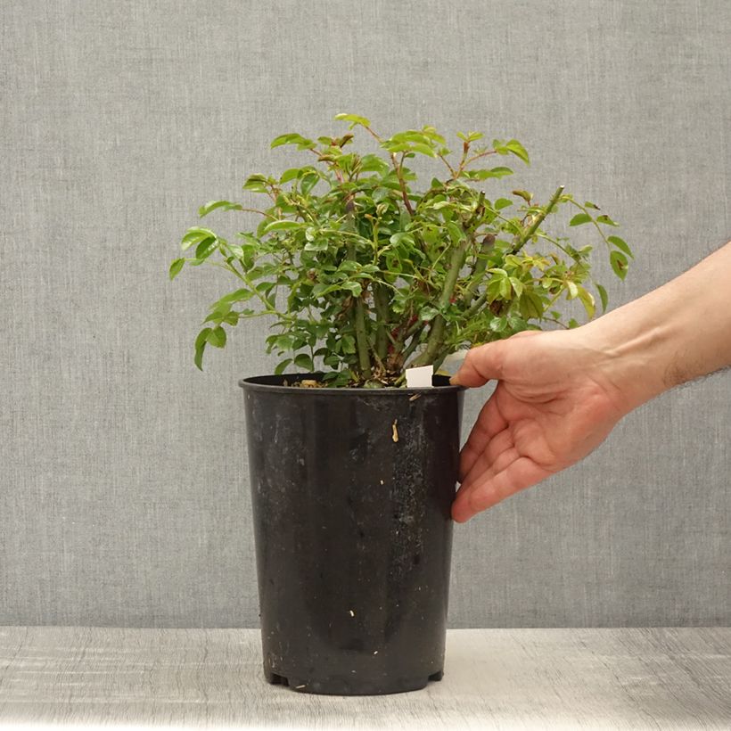 Rosal NOAtraum Climbing Maceta 4L/5L Ejemplar entregado en la primavera