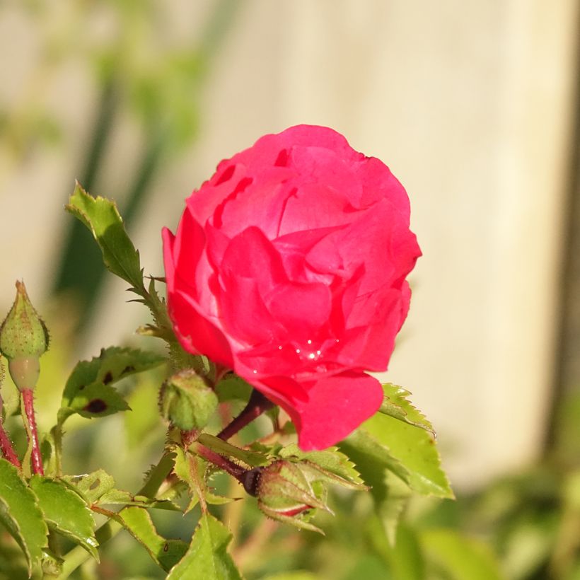 Rosal NOAtraum (Floración)