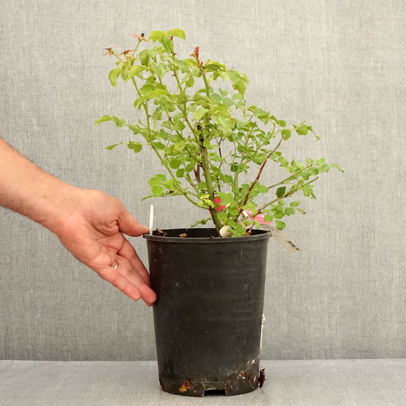 Ejemplar de Rosal NOAtraum Maceta 4L/5L entregado en verano