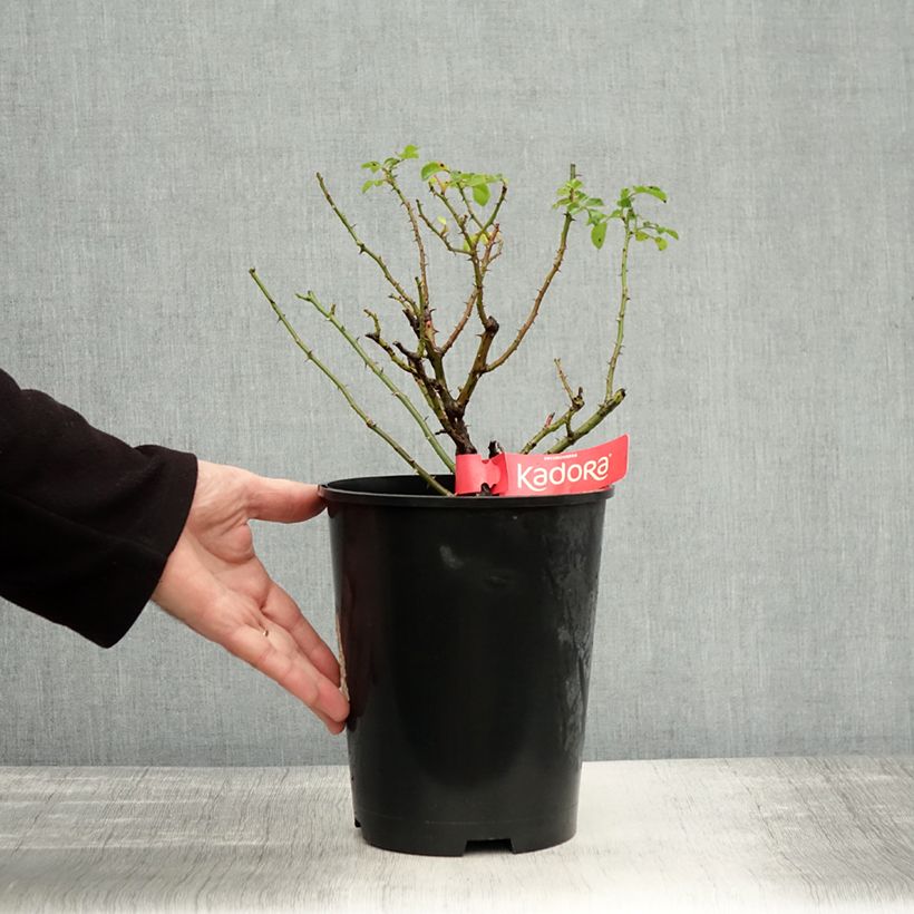 Ejemplar de Rosal Kadora Maceta 4L/5L entregado en otoño