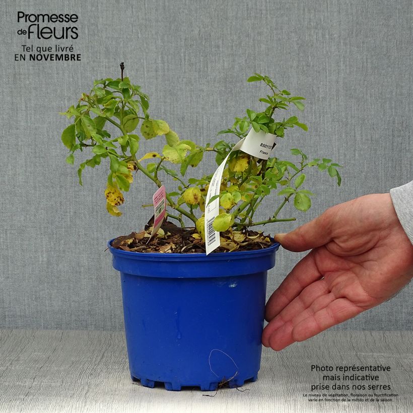 Ejemplar de Rosal NOAmel Maceta 2L/3L entregado en otoño