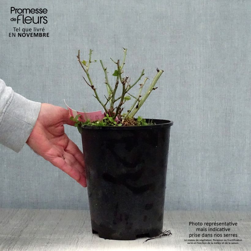 Ejemplar de Rosal NOAmel Maceta 4L/5L entregado en otoño