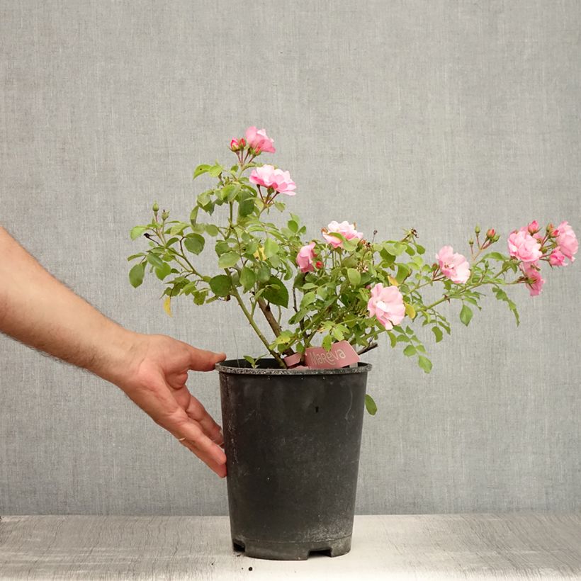 Ejemplar de Rosal NOAmel Maceta 4L/5L entregado en verano