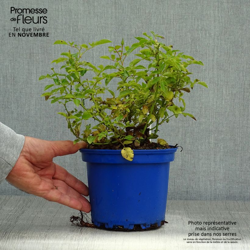 Ejemplar de Rosal NOAschnee Maceta 2L/3L entregado en otoño