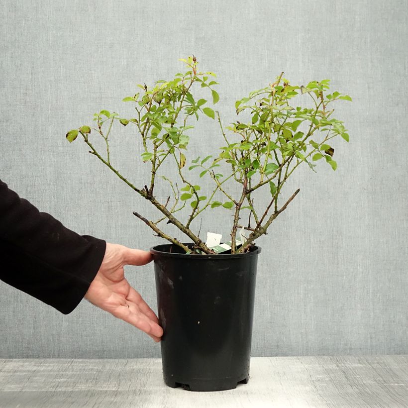 Ejemplar de Rosal NOAschnee Maceta 4L/5L entregado en otoño