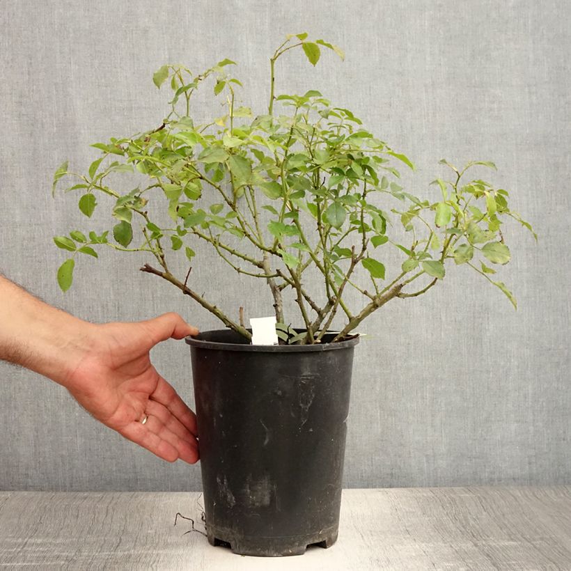 Ejemplar de Rosal NOAschnee Maceta 4L/5L entregado en verano
