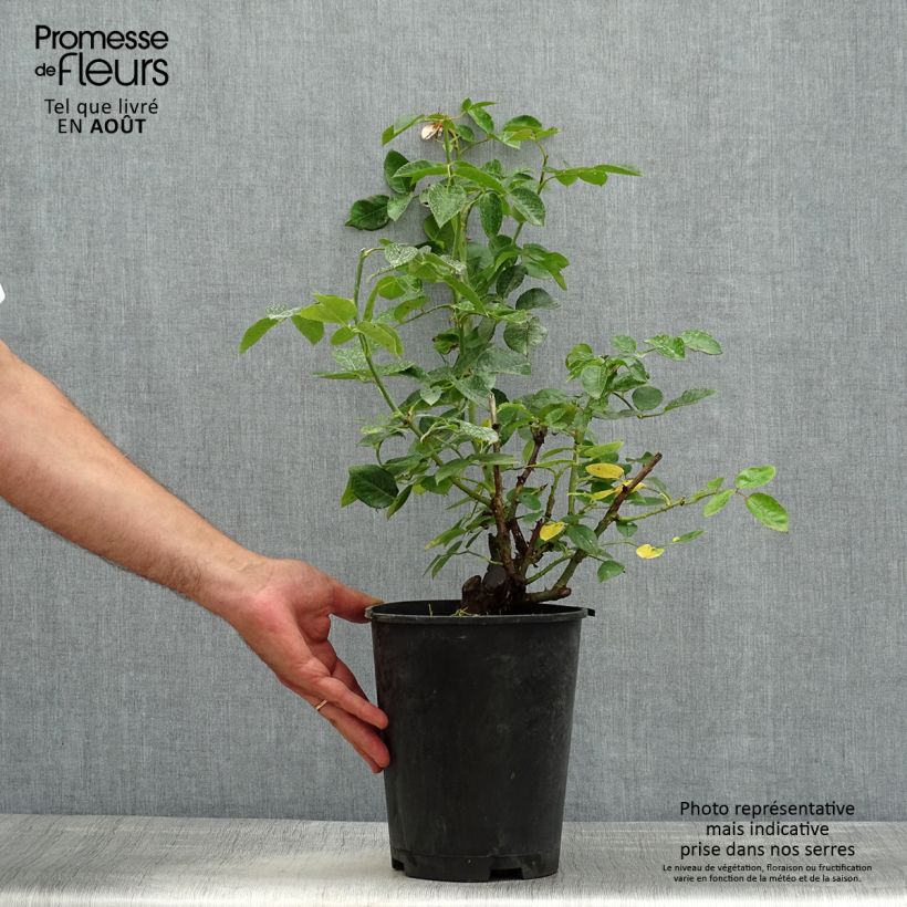 Ejemplar de Rosal Pink Voluptia Maceta 4L/5L entregado en verano