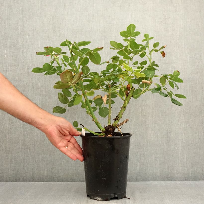 Ejemplar de Rosa Dominica Intercomdoor - Rosal de flores grandes Maceta 4L/5L entregado en verano