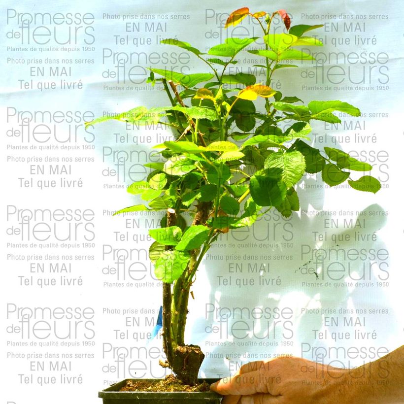 Ejemplo de ejemplar de Rosal GeneRosa Fiona Gelin Maceta 4L/5L tal y como se entrega
