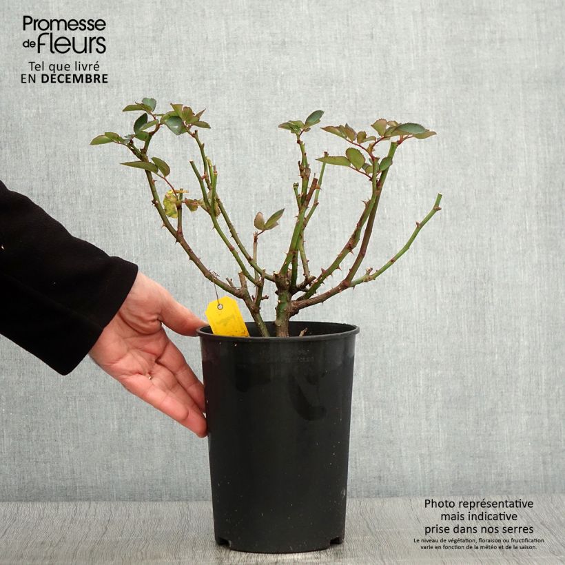 Ejemplar de Rosa polyantha Heidi Klum - Rosal de flores agrupadas Maceta 4L/5L entregado en otoño