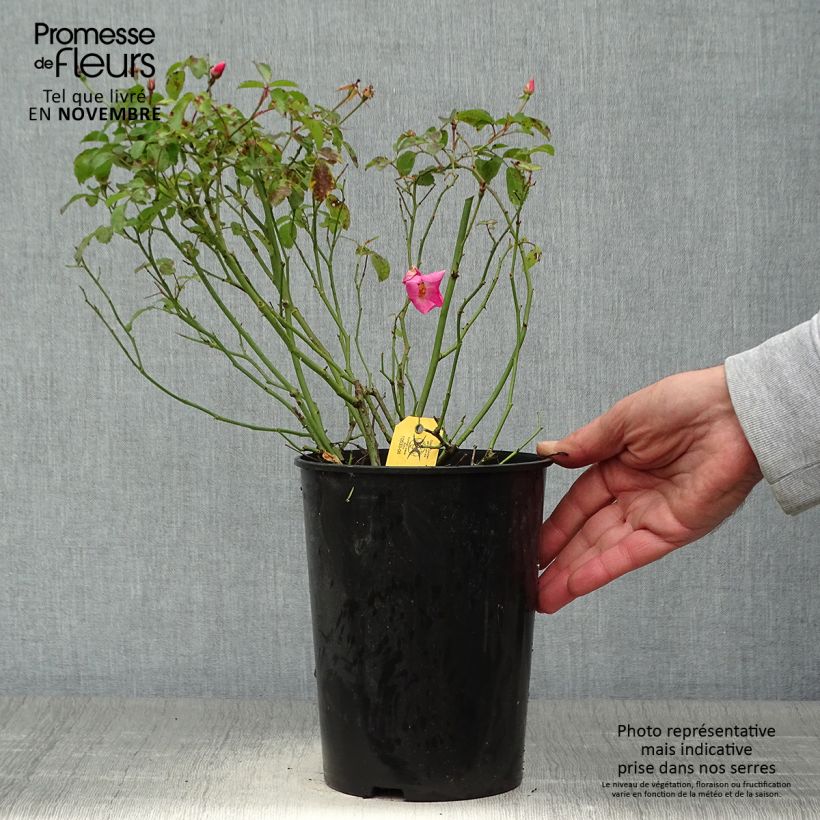 Ejemplar de Rosal Rigo Rosen Fortuna Maceta 2L/3L entregado en otoño