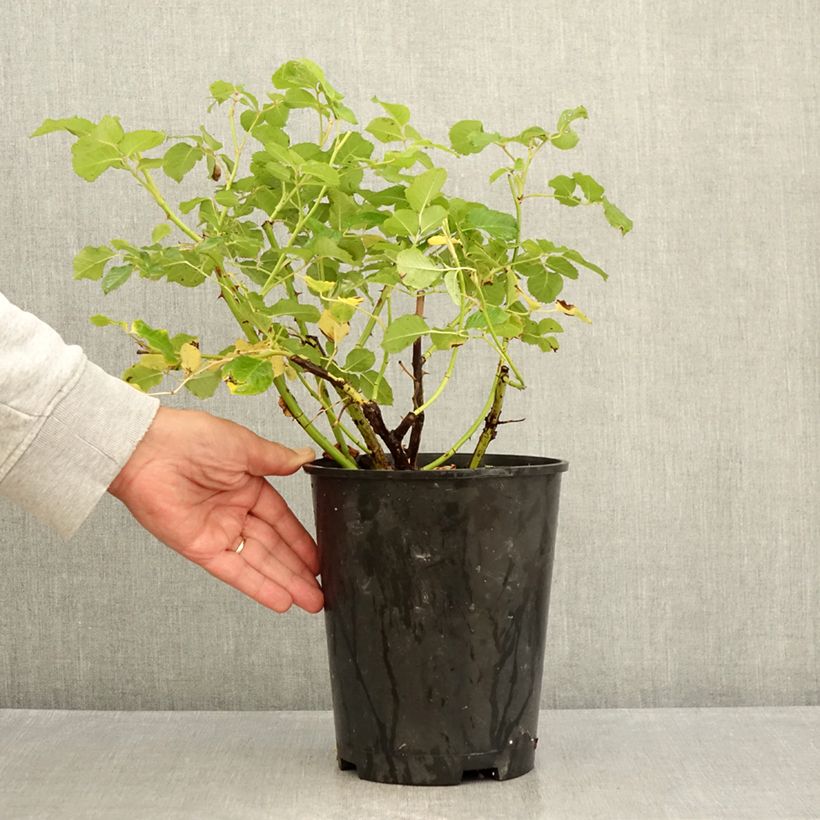 Ejemplar de Rosal GeneRosa Agnès Schilliger Maceta 4L/5L entregado en verano