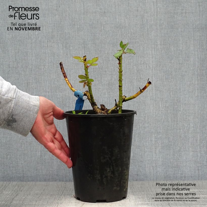 Ejemplar de Rosal GeneRosa Bicentenaire de Guillot Maceta 4L/5L entregado en otoño