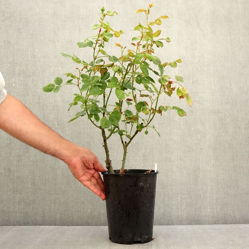 Ejemplar de Rosal GeneRosa Cybelle Maceta 4L/5L entregado en verano