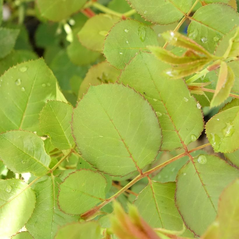 Rosal GeneRosa Cybelle (Follaje)