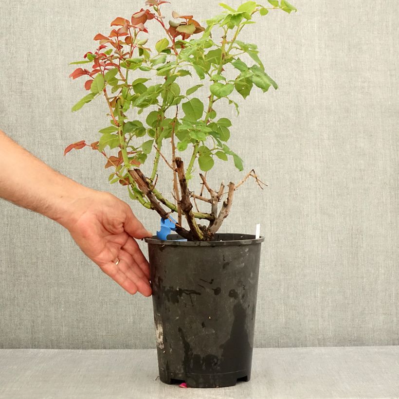 Ejemplar de Rosal GeneRosa Elodie Gossuin Maceta 4L/5L entregado en verano