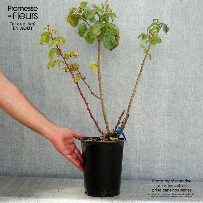 Ejemplar de Rosal GeneRosa Emilien Guillot Maceta 4L/5L entregado en verano