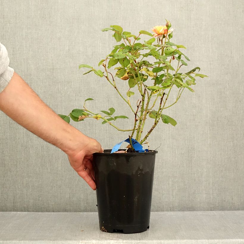 Ejemplar de Rosal GeneRosa Fiona Gelin Maceta 4L/5L entregado en verano