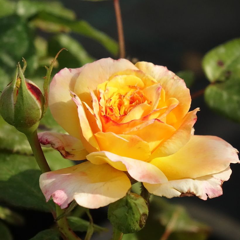Rosal GeneRosa Fiona Gelin (Floración)