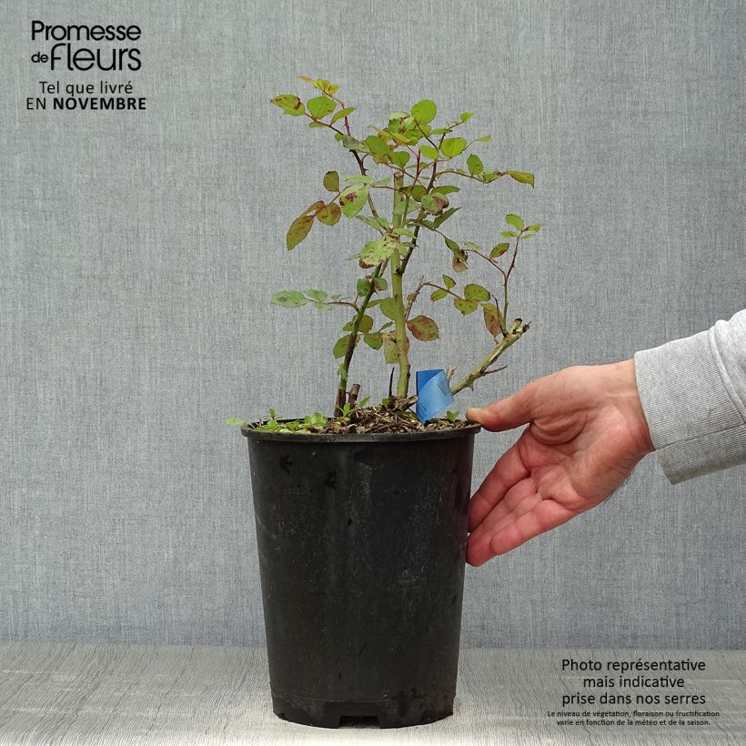 Ejemplar de Rosal GeneRosa Institut Lumière Maceta 4L/5L entregado en otoño