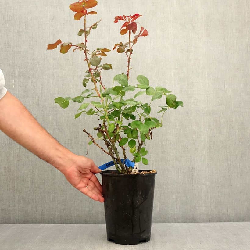 Ejemplar de Rosal GeneRosa Laurent Cabrol Maceta 4L/5L entregado en verano