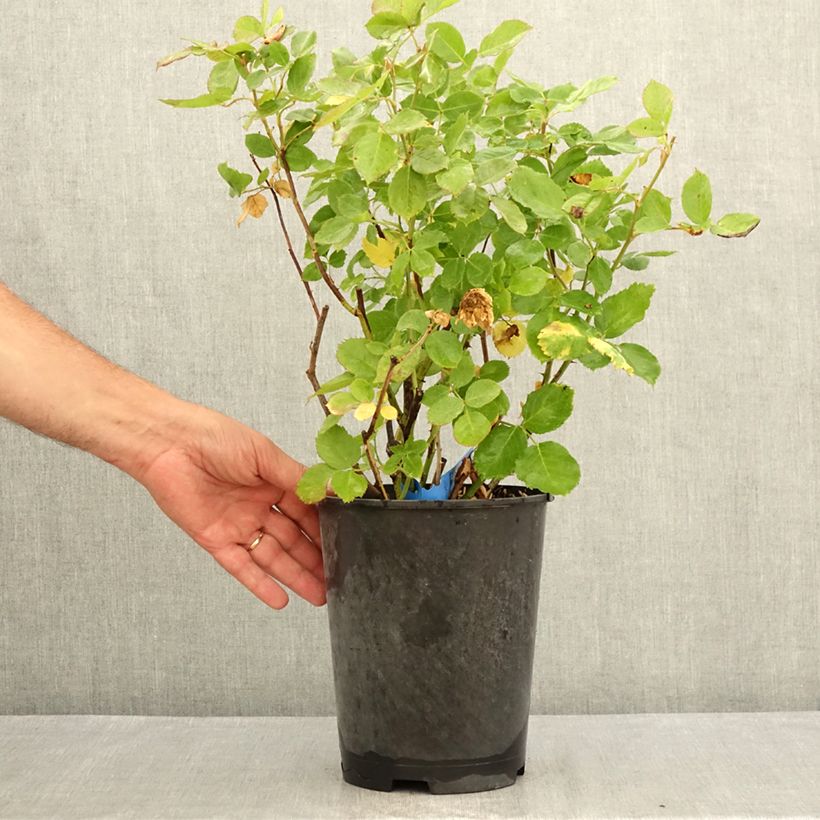 Ejemplar de Rosal GeneRosa Laurent Voulzy Maceta 4L/5L entregado en verano