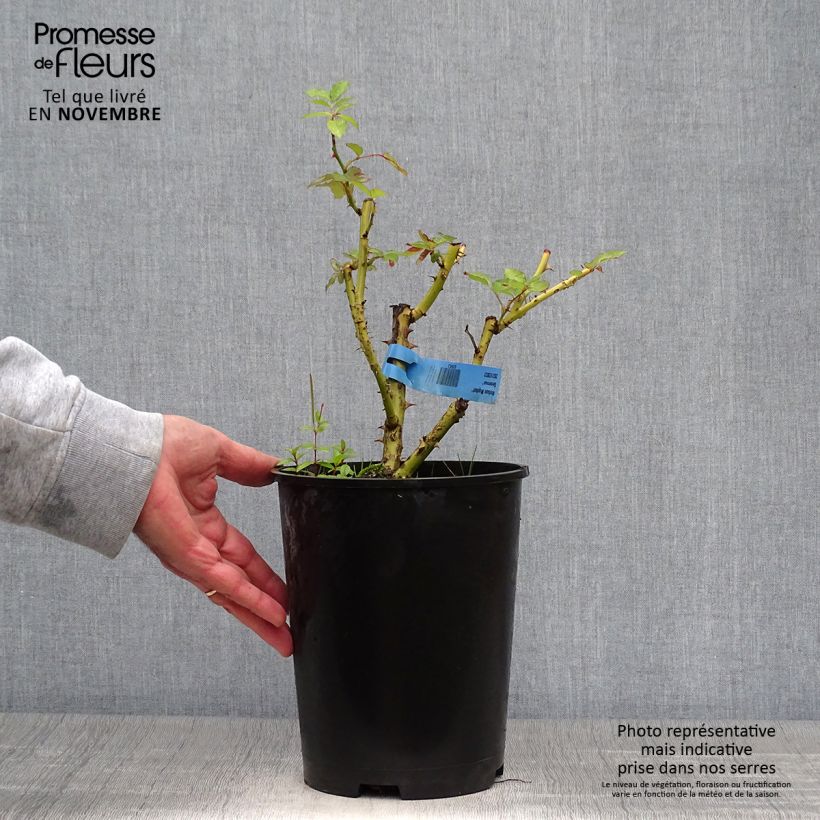 Ejemplar de Rosal GeneRosa Nelson Monfort Maceta 4L/5L entregado en otoño