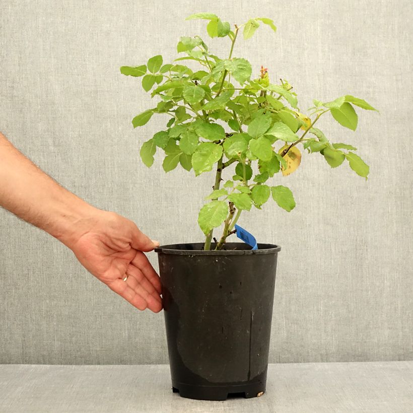Ejemplar de Rosal GeneRosa Paul Bocuse Maceta 4L/5L entregado en verano