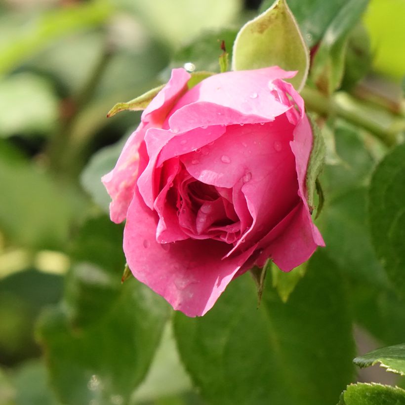 Rosal GeneRosa Paul Bocuse (Floración)