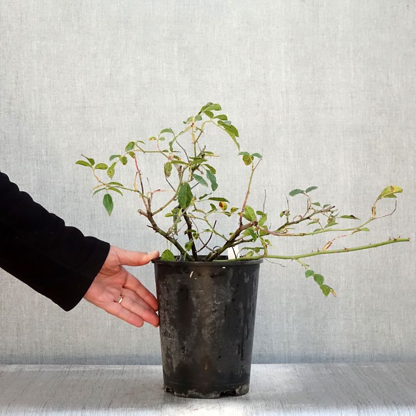 Ejemplar de Rosal Aimée Vibert - Rosal trepador Maceta 4L/5L entregado en otoño