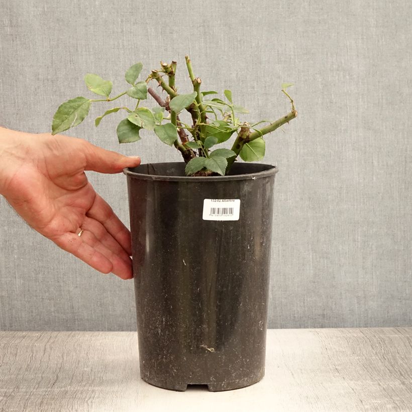 Ejemplar de Rosal Albertine - Rosal trepador Maceta 4L/5L entregado en verano