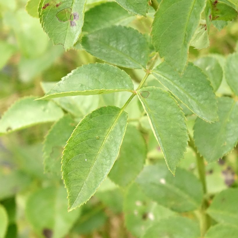 Rosal Alchymist - Rosal trepador (Follaje)