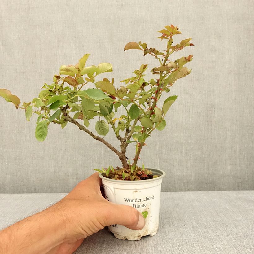 Ejemplar de Rosal Aloha de Kordes - Rosal trepador Maceta de 10 cm/11 cm entregado en verano